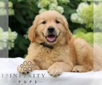 Small #2 Golden Retriever