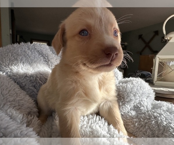 Medium Photo #4 Sheprador Puppy For Sale in BROOKLINE, NH, USA