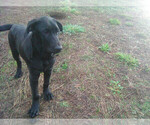 Small Photo #6 Labrador Retriever Puppy For Sale in GRANTS PASS, OR, USA