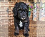 Small #2 Aussiedoodle