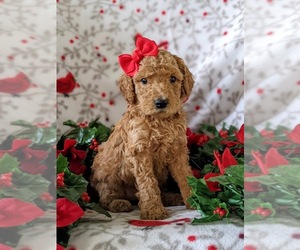 Goldendoodle Puppy for sale in CHRISTIANA, PA, USA