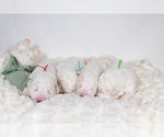 Small #9 Maremma Sheepdog