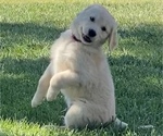 Small Photo #1 Golden Retriever Puppy For Sale in CHOWCHILLA, CA, USA