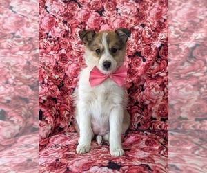 Pomsky-Shetland Sheepdog Mix Puppy for sale in QUARRYVILLE, PA, USA