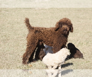 Father of the Labradoodle puppies born on 10/14/2022