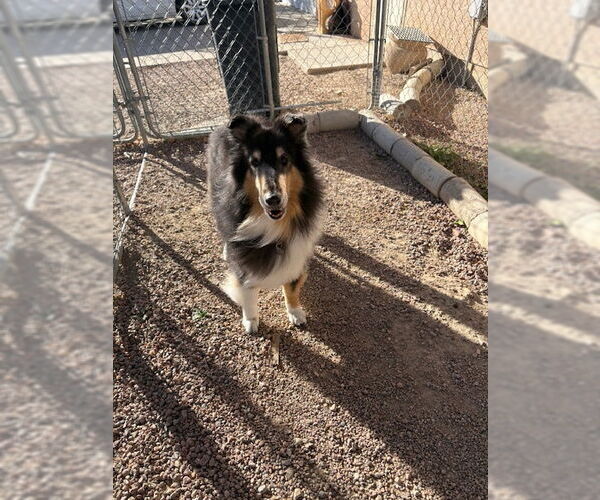 Medium Photo #3 Collie Puppy For Sale in Pueblo West, CO, USA