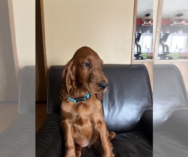 Medium Photo #2 Irish Setter Puppy For Sale in ONEONTA, NY, USA