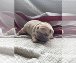 Small Photo #6 French Bulldog Puppy For Sale in RICHLAND, IA, USA