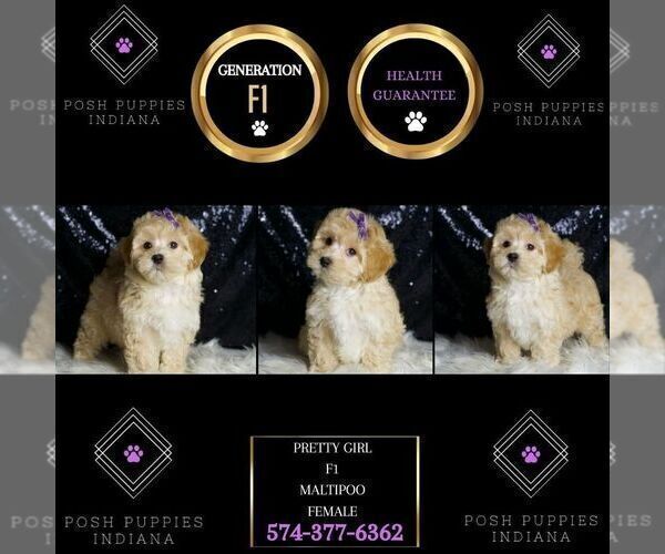 Medium Photo #21 Maltipoo (Miniature) Puppy For Sale in WARSAW, IN, USA