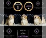 Small Photo #21 Maltipoo (Miniature) Puppy For Sale in WARSAW, IN, USA