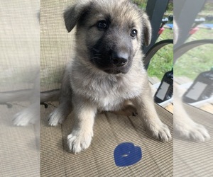 German Shepherd Dog Puppy for sale in BLAIRSVILLE, GA, USA