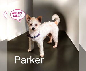 Mutt Dogs for adoption in Menifee, CA, USA