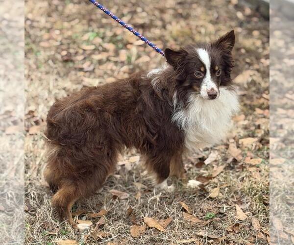 Medium Photo #3 Australian Shepherd-Unknown Mix Puppy For Sale in Yardley, PA, USA