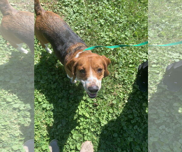 Medium Photo #10 Beagle Puppy For Sale in Chester, NJ, USA