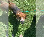 Small #9 Beagle