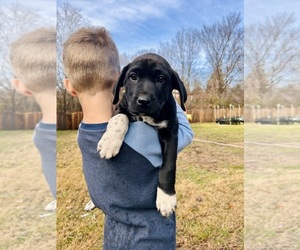 Labrador Retriever-Rhodesian Ridgeback Mix Puppy for sale in ROLLA, MO, USA