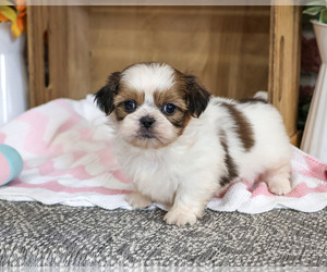 Shih Tzu Puppy for sale in SYRACUSE, IN, USA