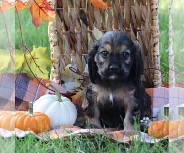 Medium Photo #1 Cocker Spaniel Puppy For Sale in HERSHEY, PA, USA