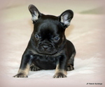Small #3 French Bulldog
