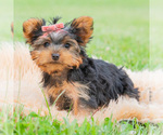 Small #4 Yorkshire Terrier