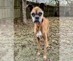 Small #4 Boxer