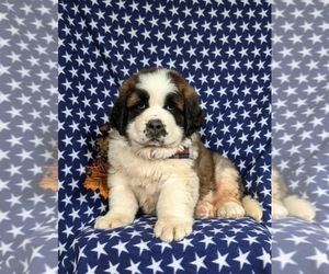 Saint Bernard Puppy for sale in QUARRYVILLE, PA, USA