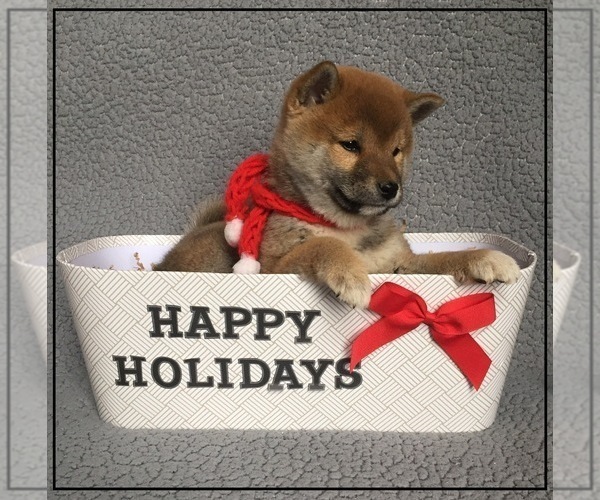 Medium Photo #8 Shiba Inu Puppy For Sale in FULTON, MO, USA