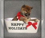 Small Photo #8 Shiba Inu Puppy For Sale in FULTON, MO, USA