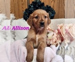 Small Photo #1 Golden Retriever Puppy For Sale in FENWICK, MI, USA