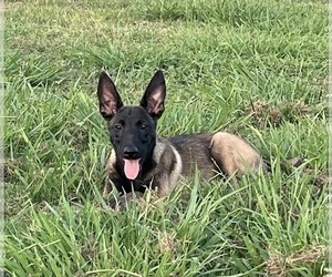Belgian Malinois Puppy for sale in BRENHAM, TX, USA