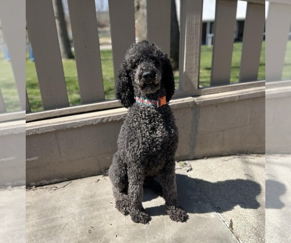 Medium Photo #1 Bernedoodle Puppy For Sale in SILVER LAKE, IN, USA