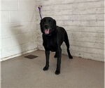 Small Labrador Retriever Mix