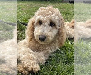 Poodle (Standard) Puppy for Sale in WOODLEAF, North Carolina USA