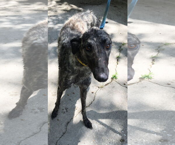 Medium Photo #5 Greyhound Puppy For Sale in Cherry Hill, NJ, USA