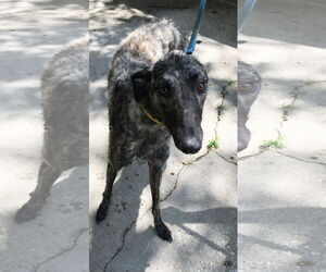Mark - Male Greyhound Dog for Adoption - Photo #5