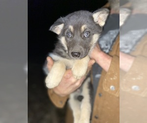 German Shepherd Dog Puppy for sale in KITTS HILL, OH, USA