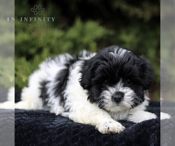 Medium Photo #3 Zuchon Puppy For Sale in KINZERS, PA, USA