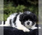 Small Photo #3 Zuchon Puppy For Sale in KINZERS, PA, USA