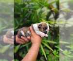 Small Photo #3 Bulldog Puppy For Sale in SAINT CLOUD, FL, USA