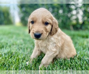 Golden Irish Puppy for sale in RIVERTON, WY, USA