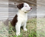 Small #1 Australian Shepherd