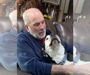 Paw Paw Walter - Male Mutt Dog for Adoption - Photo #20