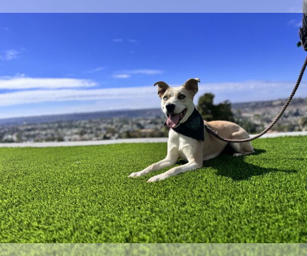Medium Photo #2 American Pit Bull Terrier-Siberian Husky Mix Puppy For Sale in San Diego, CA, USA