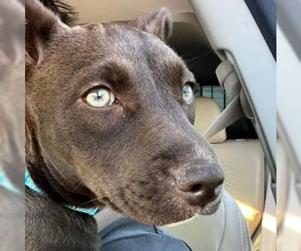 Medium Photo #6 Dachshund-Labrador Retriever Mix Puppy For Sale in HOUSTON, TX, USA