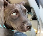 Small #5 Dachshund-Labrador Retriever Mix
