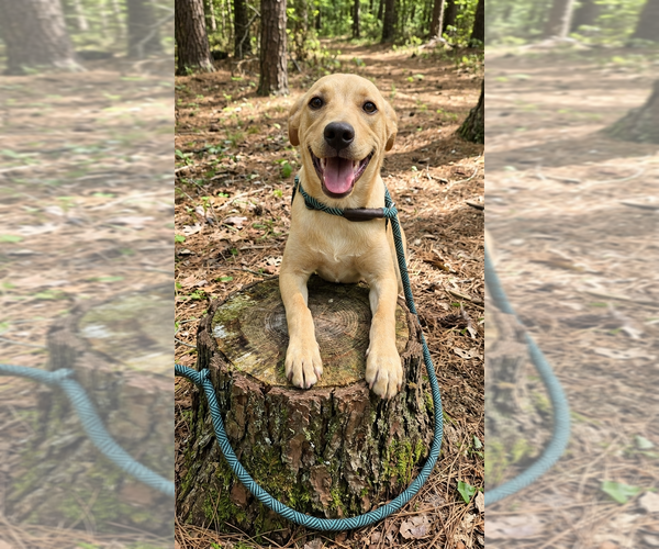 Medium Photo #1 Mutt Puppy For Sale in Vail, AZ, USA