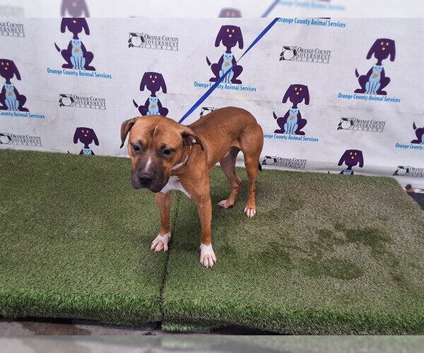 Medium Photo #1 Boxer Puppy For Sale in Orlando, FL, USA