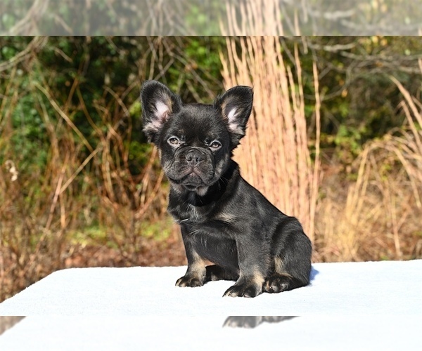 Medium Photo #23 French Bulldog Puppy For Sale in DECATUR, GA, USA