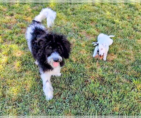 Medium Photo #14 Poodle (Standard)-Unknown Mix Puppy For Sale in Sandy, UT, USA