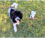Small #13 Poodle (Standard) Mix